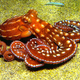 Illustration for article titled Three arguments for the consciousness of cephalopods